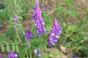 Vicia villosa